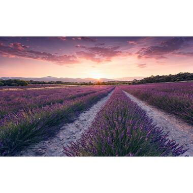 Sanders & Sanders fotobehang - lavendel landschap - pastel paars - 450 x 280 cm product