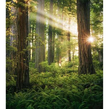 Sanders & Sanders fotobehang - bos - groen - 250 x 280 cm - 612586 product