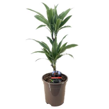 Dracaena deremensis 'Warneckei' - Potmaat 17 cm - Hoogte 60-70 cm product