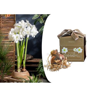 Amaryllis - Hippeastrum 'Gift box'- Bloembol - Witte bloemen product