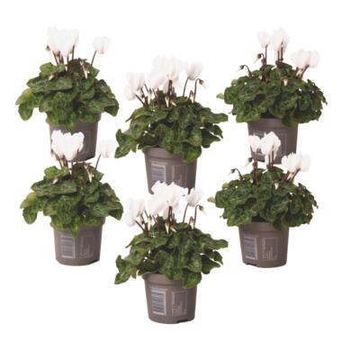 Cyclamen persicum 'Metis White' - Set van 6 - Pot 9cm - Hoogte 10-20cm product