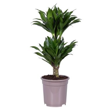 Dracaena deremensis 'Compacta' - Kamerplant - ⌀ 17 cm - Hoogte 50 tot 65cm product