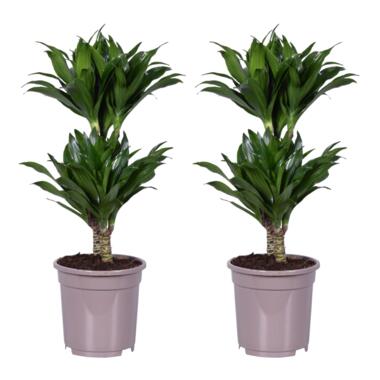 Dracaena deremensis 'Compacta' - Set van 2 - Potmaat 17 cm - Hoogte 50-65 cm product