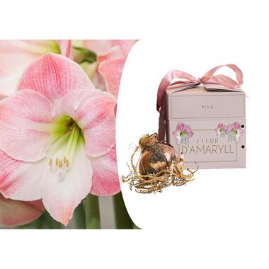 Amaryllis - Hippeastrum 'Gift box' - Bloembol - Roze bloemen product