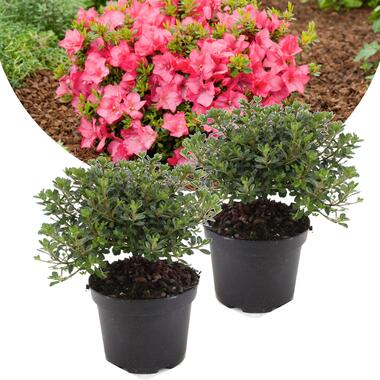 Japanse azalea - Set van 2 - Rhododendron 'Anouk' - Hoogte 25-40cm - ⌀17cm product