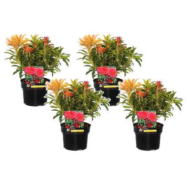 Pieris 'Forest Flame' - Set van 4 - Rotsheide - Pot 17cm - Hoogte 25-40cm product