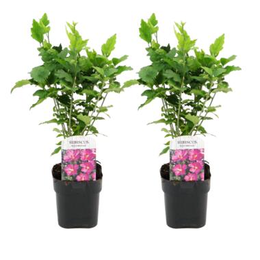 Hibiscus Syriacus - 'Woodbridge' - Set van 2 - Pot 17cm - Hoogte 25-40cm product