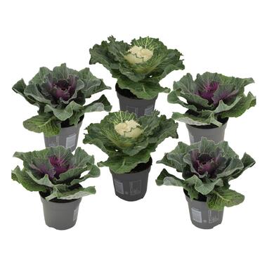 Brassica oleracea - Set van 6 stuks - Sierkool - Pot 10.5cm - Hoogte 10-20cm product