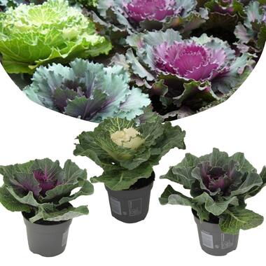 Brassica oleracea - Set van 3 stuks - Sierkool - Pot 10.5cm - Hoogte 10-20cm product