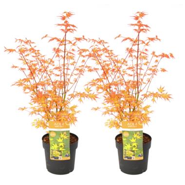 Acer palmatum 'Katsura' - Set van 2 - Japanse Esdoorn - Pot 19cm -Hoogte 60-70cm product