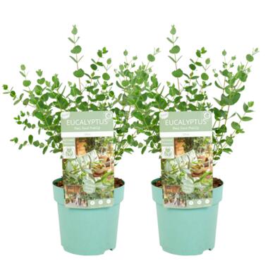 Eucalyptusstruik - Set van 2 - Eucalyptus 'Oliva' - Hoogte 35-45cm - ⌀15cm product