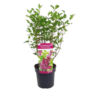 Dwergsering - Syringa 'Bloomerang' - Hoogte 55-65cm - ⌀19cm product