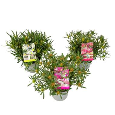 Rhododendron Azalea StarStyle - Set van 3 - Japans - Pot 10,5cm - Hoogte 25-40cm product