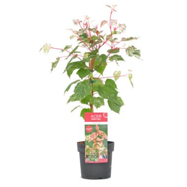 Acer conspicuum 'Red Flamingo' - Bontbladige esdoorn - Pot 19cm - Hoogte 50-60cm product