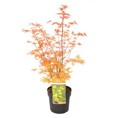 Acer palmatum 'Katsura' - Japanse Esdoorn - Pot 19cm - Hoogte 60-70cm product