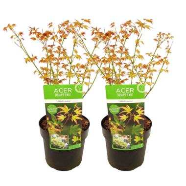 Acer palmatum 'Little Princess' - Set van 2 - Esdoorn - Pot 19cm -Hoogte 45-55cm product
