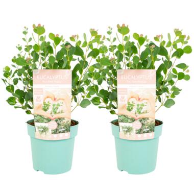 Eucalyptus Botanic Hearts - Set van 2 - Pot 15cm - Hoogte 40cm product