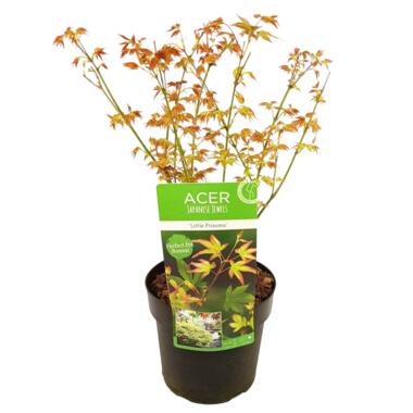 Acer palmatum 'Little Princess' - Japanse Esdoorn - Pot 19cm - Hoogte 45-55cm product