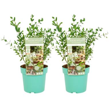 Eucalyptus parvifolia 'Oliva' - Set van 2 - Pot 19cm - Hoogte 40-50cm product