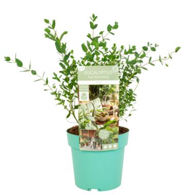 Eucalyptus parvifolia 'Oliva' - Eucalyptusstruik - Pot 19cm - Hoogte 40-50cm product