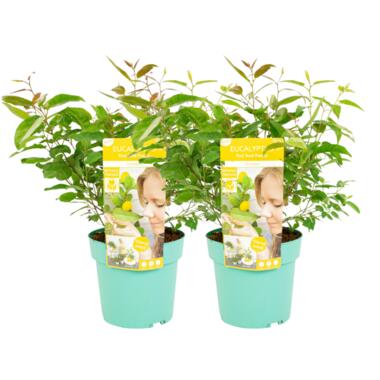 Eucalyptus 'Citriodora' - Set van 2 - Eucalyptusstruiken - ⌀19 cm - Hoogte 35 cm product