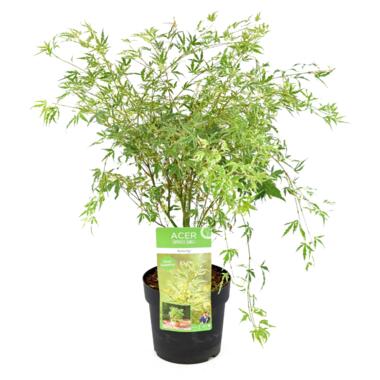 Acer palmatum 'Butterfly' - Japanse Esdoorn - Pot 19cm - Hoogte 50-60cm product
