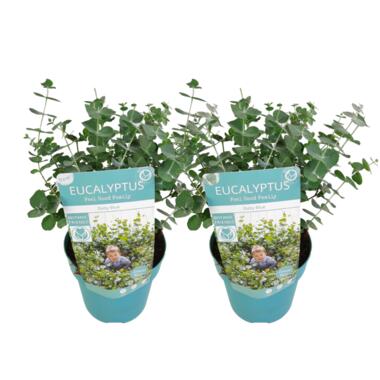 Eucalyptus 'Baby Blue' - Set van 2 - Eucalyptusstruiken - ⌀15 cm - Hoogte 35 cm product