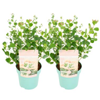 Eucalyptus Botanic Hearts - Set van 2 - Pot 19cm - Hoogte 40-50cm product