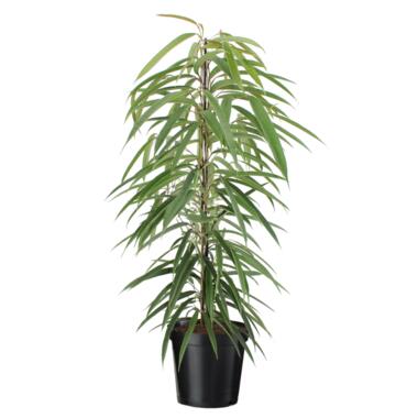 Wilgenblad Ficus - Ficus binnendijkii - Hoogte 100-110cm - ⌀21cm product