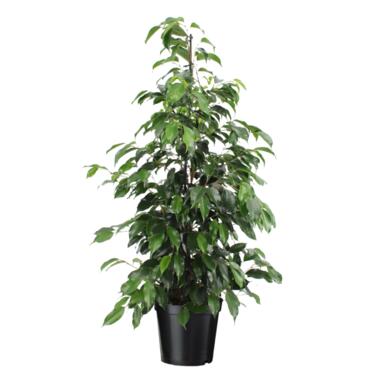 Ficus benjamina 'Danielle' - Kamerplant - Pot 21cm - Hoogte 100-110cm product