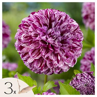 Dahliaknollen - Set van 3 - Dahlia 'Marble Ball' - Paars product