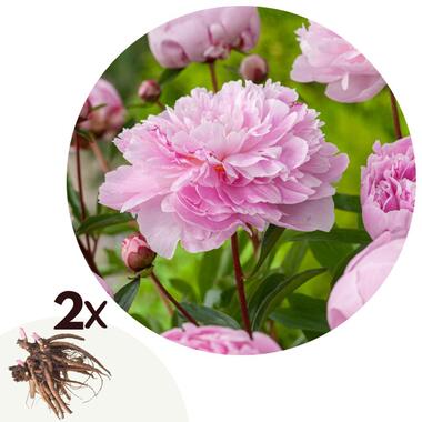 Pioenen - Set van 2 - Paeonia 'Sarah Bernhardt' - Wortelstokken - Roze
