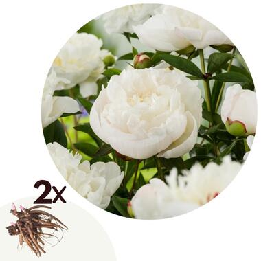 Pioenen - Set van 2 - Paeonia 'Duchesse de Nemours' - Wortelstokken - Wit