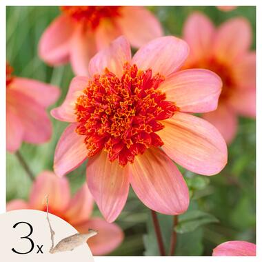 Dahlia 'Totally Tangerine' - Set van 3 - Dahliaknollen - Zomerbloeiers - Roze product