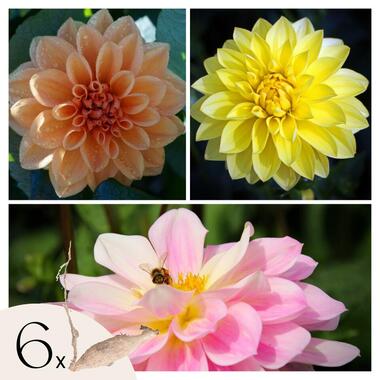 Dahliaknollen - Set van 6 - Dahlia 'Waterlily Mix'