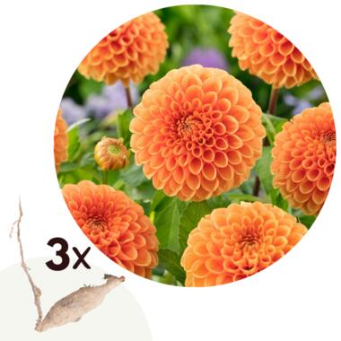 Dahliaknollen - Set van 3 - Dahlia 'Sylvia' - Oranje product