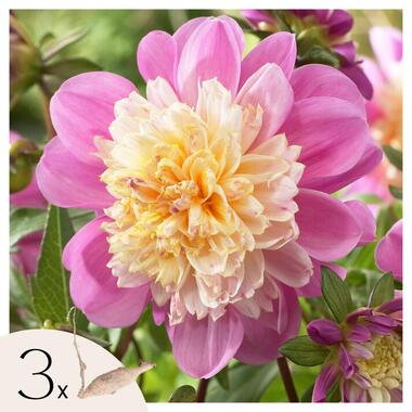 Dahliaknollen - Set van 3 - Dahlia 'Take Off' - Roze