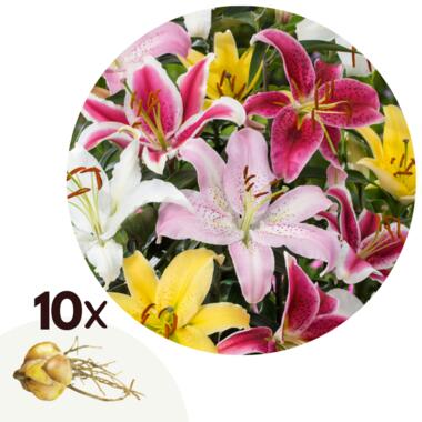 Lelie - Set van 10 - Lilium orientalis - Wortelstokken product