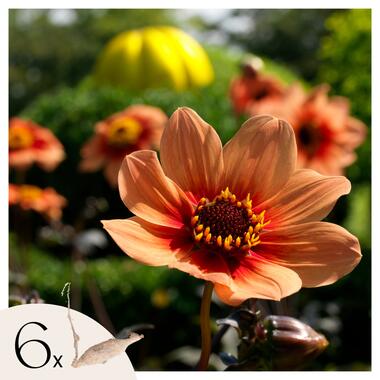 Dahlia 'Happy Single First Love' - Set van 6 - Dahliaknollen - Zomerbloeiers product