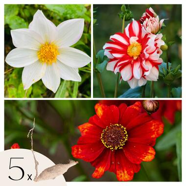 Dahliaknollen - Set van 5 - Dahlia 'Sunset Mix' - Rood product