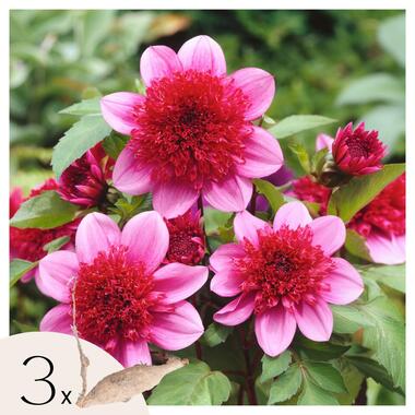 Dahliaknollen - Set van 3 - Dahlia 'Blue Bayou'