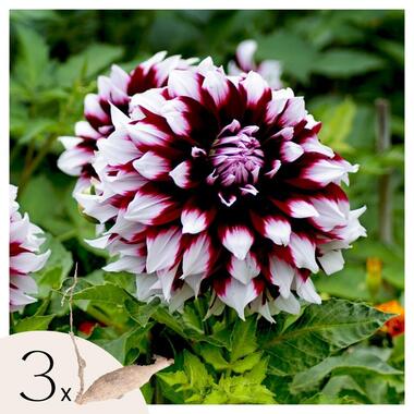 Dahliaknollen - Set van 3 - Dahlia 'Tartan' - Paars
