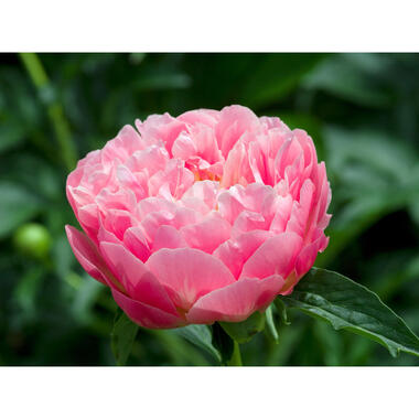 Pioenen - Set van 2 - Paeonia 'Pink Hawaiian Coral' - Wortelstokken - Roze product