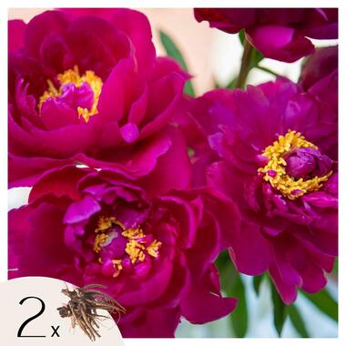 Pioenen - Set van 2 - Paeonia 'Karl Rosenfield' - Wortelstokken - Roze