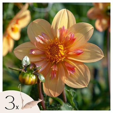 Dahlia 'Kelsey Annie Joy' - Set van 3 - Dahliaknollen - Zomerbloeiers - Geel product