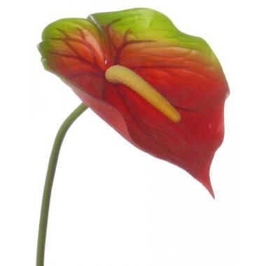 Bellatio flowers & plans Anthurium - rood met groen - 78 cm product