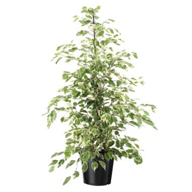 Ficus Benjamina Twilight - Kamerplant - Pot 21cm - Hoogte 100-110cm product