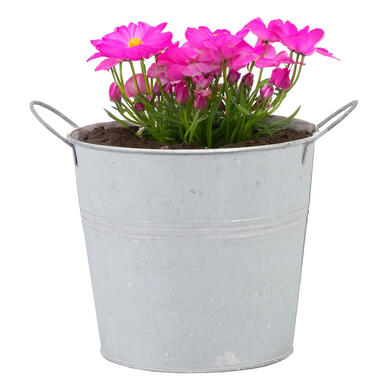 Mega Collections Emmer/plantenpot - zink - lichtgrijs - D14 x H12 cm product