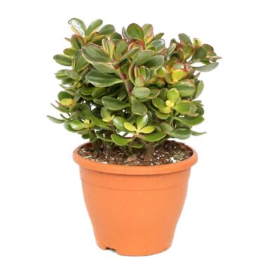 Crassula ovata Sunset - Vetplant - Kamerplant - Pot 23cm - Hoogte 45-50cm product