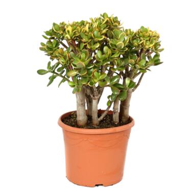 Crassula ovata Sunset - Vetplant - Kamerplant - Pot 30cm - Hoogte 55-60cm product